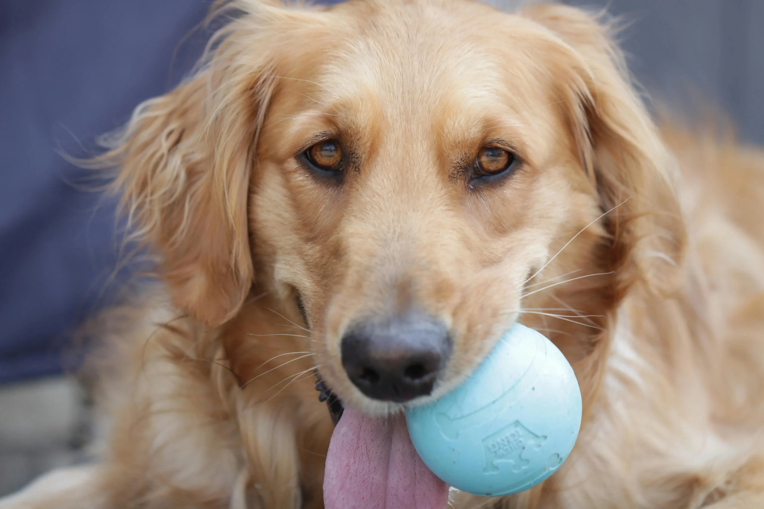 Unlock dog intelligence